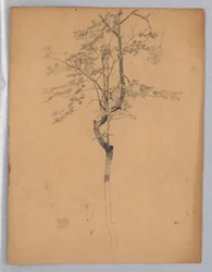 Studio di Foliage