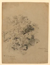 Studio di Foliage