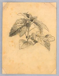 Studio del fogliame