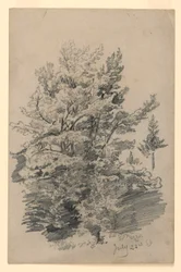 Studio di fogliame
