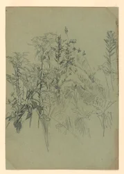 Studio di fogliame