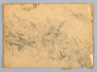 Studio di fogliame