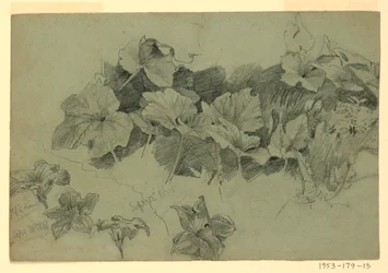 Studio di Foliage