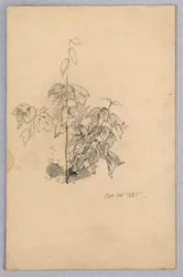 Studio del fogliame