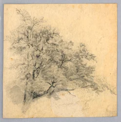 Studio di fogliame