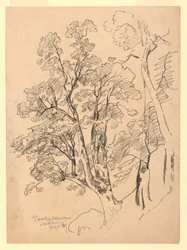 Studio di fogliame, Trachselwald, Berna, Svizzera