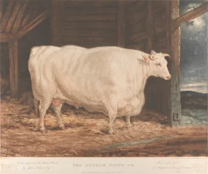 Il Bue Bianco di Durham / Della razza migliorata Tees Water, / di John Nesham, Esqr. / Allevato e nutrito / di Houghton le Spring, Durham