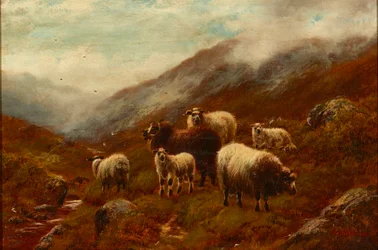 Pecore delle Highlands su un pendio
