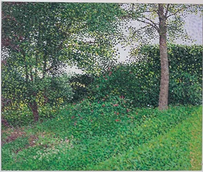 Luce della Sera: Giovane Frassino