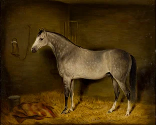 Cavallo arabo in un box