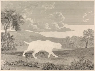 Il Cane da Caccia Spagnolo