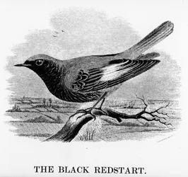 Il codirosso spazzacamino, illustrazione da „A History of British Birds“ di William Yarrell, pubblicato per la prima volta nel 1843
