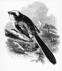 Il codibugnolo, illustrazione da «Una storia degli uccelli britannici» di William Yarrell, pubblicato per la prima volta nel 1843