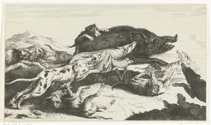 Cani che cacciano un cinghiale