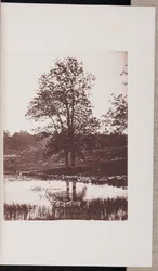 Frassini sulle rive del Turtle Pond, a Beverly
