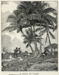 Un gruppo di palme, da The Century Magazine, febbraio 1887