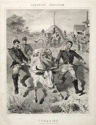 Schizzi di campagna: Foraggiamento