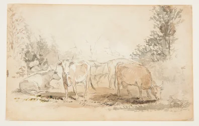 Mucche in un pascolo