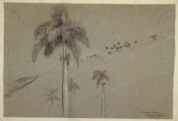 Disegno, Palma Reale, Cuba, 1885