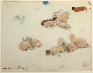 Disegno, pecore a riposo, 15 ottobre 1878