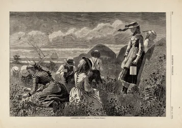 Raccogliere le bacche, da Harper