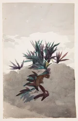 Collina con Ciuffi di Maguey