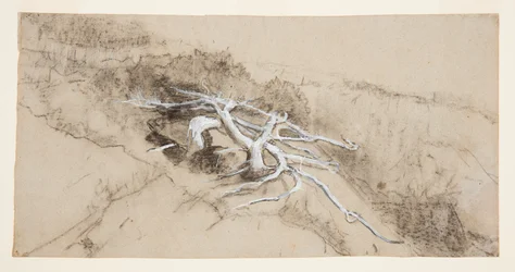 Radici di alberi su una collina, Prout