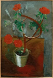 Fiori rossi
