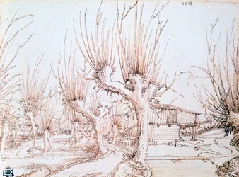 Piantagione di salici