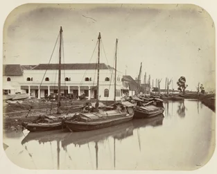 Grande albero sul canale del porto a Batavia