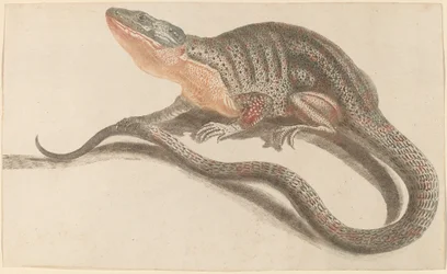 Lucertola, 1680-1690