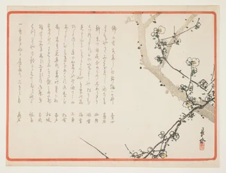 (Fiori di prugna)