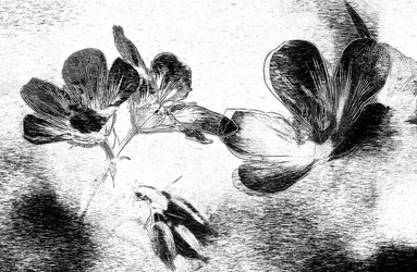 Elegante disegno floreale