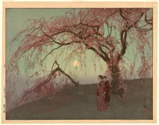 Ciliegi Kumoi (Kumoi sakura)