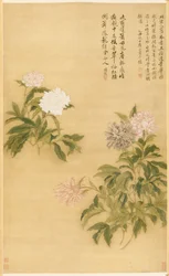 Peonie, 1685