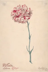 Un garofano Hollandia Liberata, 1675