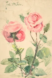 Due rose, ca. 1884-1904