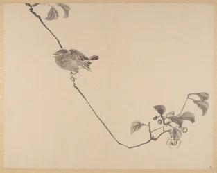 Pittura