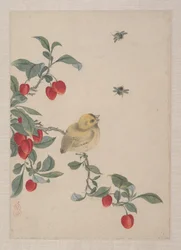 Uccelli, insetti e fiori