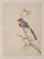 Uccelli, insetti e fiori