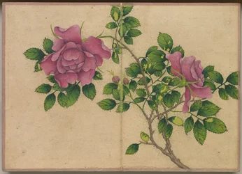 Album da Scrivania: Dipinti di Fiori e Uccelli (Rosa)
