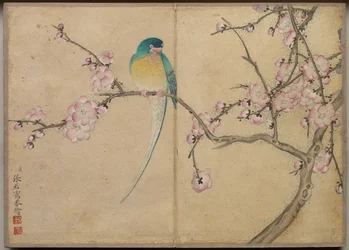 Album da tavolo: dipinti di fiori e uccelli - uccello con fiori di susino, XVIII secolo