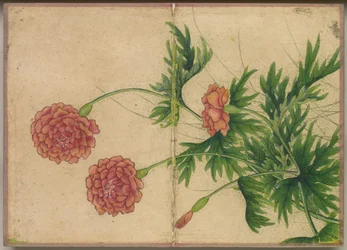 Album da Scrivania: Dipinti di Fiori e Uccelli Peonia, XVIII secolo