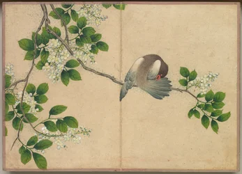 Album da scrivania: Dipinti di fiori e uccelli Uccello che si pulisce le piume, XVIII secolo