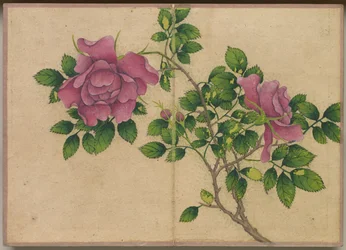 Album da scrivania: Dipinti di fiori e uccelli Rosa, XVIII secolo