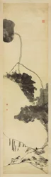 Uccelli e anatre