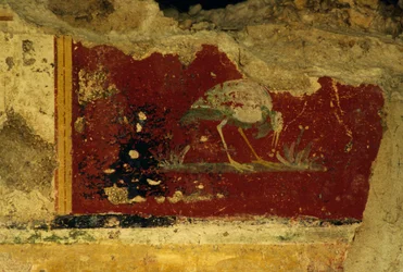 Uccello, frammento di affresco, Tempio-Criptoportico di Salus Augusta, antica città romana di Urbs Salvia, Urbisaglia, Marche, Italia