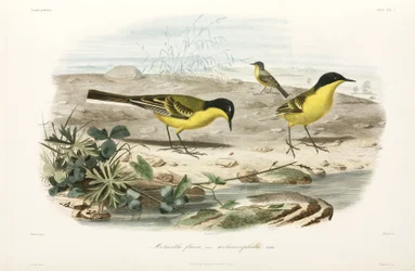 Cutrettole capinere, area del Mar Nero