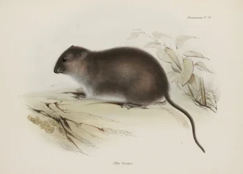 Ratto del bush o dal piede marrone, Australia