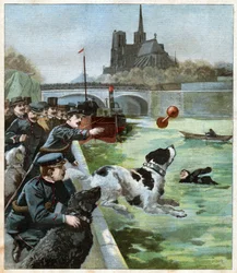 Cane da salvataggio